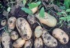 Картопляний марафон: як підвищити продуктивність картоплі у несприятливих кліматичних умовах 