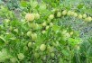 Повернення смарагдової ягоди: вирощування аґрусу на промисловій основі 