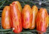Маленькі шедеври на помідорних грядках: досвід вирощування продуктивних екзотичних сортів 