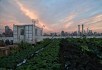Ферма на крыше в Нью – Йорке 