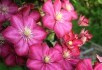 Лето розового цвета: клематисы в вашем саду 