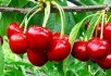 Яскрава радість літа: вирощуємо сорти черешні вітчизняної селекції 