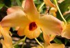 Орхидеи дендробиум: живущие на деревьях