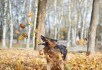 Осенний досуг с собакой. Список отличных идей