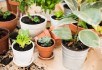 Десятка самых стойких и непритязательных комнатных растений