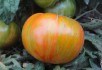 Гноми на городі: сорти помідорів серії Dwarf 