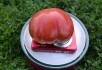 Гноми на городі: сорти помідорів серії Dwarf 