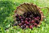 Заморські плоди: нові сорти черешні зарубіжної селекції