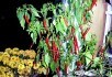 Жгучие малыши: сорта декоративных перцев для выращивания в квартире