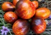 Маленькі шедеври на помідорних грядках: досвід вирощування продуктивних екзотичних сортів 