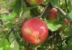 Яблука симиренківського краю: сорти селекції Мліївської дослідної станції 