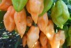 Всі відтінки Хабанеро: врожайні сорти пекучого перцю 