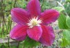 Лето розового цвета: клематисы в вашем саду 