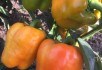З перцем по життю: досвід вирощування продуктивних сортів солодкого та гострого перцю   