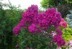 Тендітний аромат та соковиті кольори: флокс волотистий у квітнику 