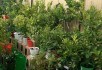 Будиночок для цитрусів: як створити домашній зимовий сад 