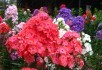 Тендітний аромат та соковиті кольори: флокс волотистий у квітнику 