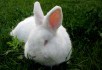 Кролики НЗБ, Новозеландская белая