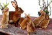 Кролики Рекс