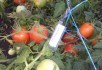 Овочі з любов'ю: поради з вирощування продуктивних сортів помідорів, перця, баклажанів 
