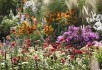 Ексцентрична ехінацея в дизайні саду: догляд, вирощування