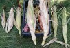 Строката грядка: вирощування продуктивних і декоративних сортів кукурудзи 