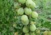 Повернення смарагдової ягоди: вирощування аґрусу на промисловій основі 