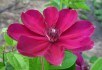 Колір життя, величний і прекрасний: сорти клематисів з червоними квітками