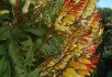 Зігрітий сонцем сад: рослини з жовтим листям та квітками у садибі 