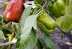 Високі результати: досвід вирощування продуктивних сортів баклажана та солодкого перцю 