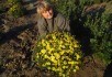 Принади осіннього саду: сорти хризантем групи мультифлора 