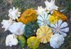 Квітки, пиріжки та морські гребінці: вибираємо сорти красенів-патисонів 