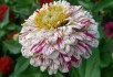 Фаворитка літніх квітників: сучасні сорти та гібриди цинії  