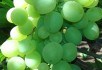 Виноградарство: що робити у липні 