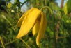 Колір мудрості та багатства: сорти клематисів з жовтими квітками 