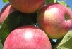 Яблука симиренківського краю: сорти селекції Мліївської дослідної станції 
