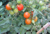Дзвінка мелодія літа: сорти помідорів на будь-який смак 
