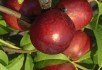 Насолода смаком: вирощуємо продуктивні сорти персика та нектарина 
