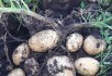 Картопляний марафон: як підвищити продуктивність картоплі у несприятливих кліматичних умовах 