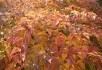 В золотих та пурпурових шатах: декоративні садові рослини восени 