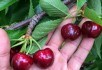 Заморські плоди: нові сорти черешні зарубіжної селекції