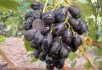 Черенки и саженцы винограда
