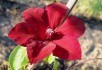 Колір життя, величний і прекрасний: сорти клематисів з червоними квітками