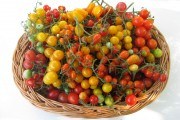 Помідорні дива: вирощуємо продуктивні сорти чері зі смачними плодами 