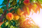 Кучерявість персика: чому важливо дотримуватися схеми обробки