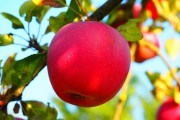 Давні знайомі: переваги місцевих сортів плодових культур та їх значення у садівництві 