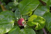 На варті листя і плодів: захист садових рослин від листовійок 