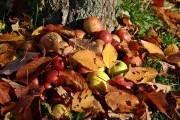 Золотий місяць: календар роботи для садоводів у жовтні 
