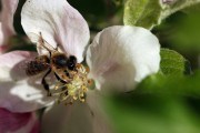 Бджолина родина: як функціонує сім&#039;я бджіл на пасіці та як регулювати і нарощувати її чисельність 