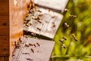 Розбій на пасіці: як зупинити бджіл, що крадуть мед з чужих вуликів 
